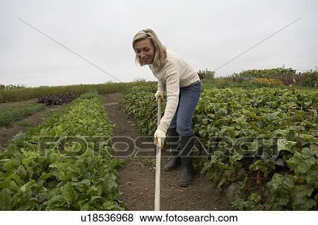 Stock Photo - Woman working in an organic garden, Ladner, British Columbia, Canada. Fotosearch