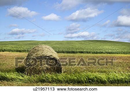 Stock Image - A bale of hay. Fotosearch