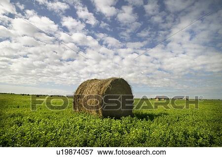 A bale of hay. View Large Photo Image Stock Photo - A bale of hay.. Fotosearch