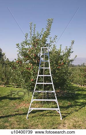 A ladder in an apple orchard, Kelowna, BC, Canada. View Large Photo Image Stock Photo - A ladder in an apple orchard, Kelowna, BC, Canada.. Fotosearch