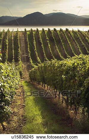 A vineyard in the Okanagan Valley, British Columbia View Large Photo Image Stock Photography - A vineyard in the Okanagan Valley, British Columbia. Fotosearch