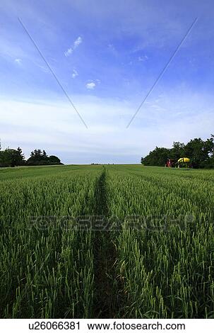 Stock Image - Barley field, with shelterbelts to prevent soil erosion. Fotosearch