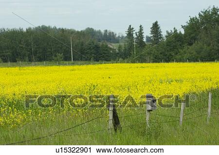 Stock Image - Bird house on fence post beside canola field; Canada, Alberta, Red Deer. Fotosearch