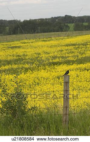 Bird on fence post beside field; Canada, Alberta, Red Deer View Large Photo Image Picture - Bird on fence post beside field; Canada, Alberta, Red Deer. Fotosearch