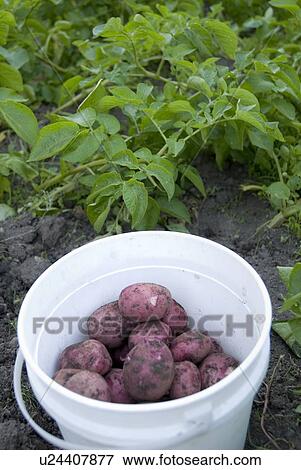 Bucket of freshly picked, locally grown potatoes, Okanagan Centre, BC Canada View Large Photo Image Stock Photo - Bucket of freshly picked, locally grown potatoes, Okanagan Centre, BC Canada. Fotosearch