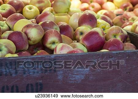 Stock Photo - Bushel of organic apples. Fotosearch