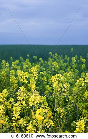 Stock Image - Canola in bloom, Saskatchewan, Canada.. Fotosearch