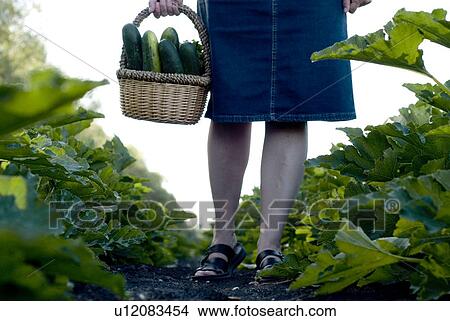 Picture - Carrying basket of cucumbers, organic garden, Manitoba, Canada. Fotosearch