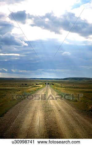 Cattle on gravelled road of community rangeland near Robsart, Saskatchewan View Large Photo Image Stock Image - Cattle on gravelled road of community rangeland near Robsart, Saskatchewan. Fotosearch