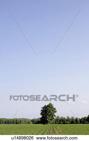 Stock Photograph - Cornfield disappearing into tree line and blue sky, Flamborough, Ontario.. Fotosearch