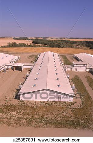 CPIG Hog Operation, Cudworth, Saskatchewan View Large Photo Image Stock Image - CPIG Hog Operation, Cudworth, Saskatchewan. Fotosearch