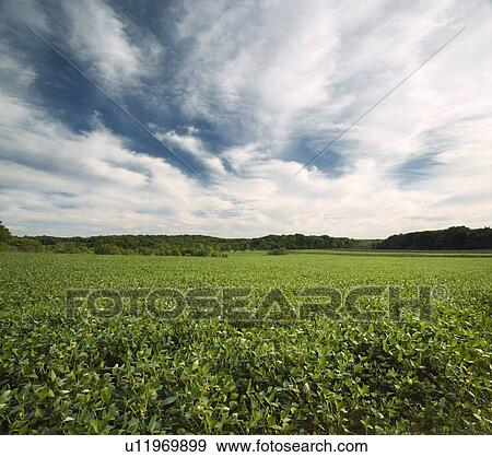 Stock Photo - Cropland - Niagara-on-the-Lake - Ontario Canada. Fotosearch