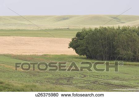 Stock Image - Early crop growth; Canada, Alberta, Red Deer. Fotosearch