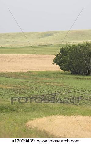 Stock Photo - Early crop growth; Canada, Alberta, Red Deer. Fotosearch