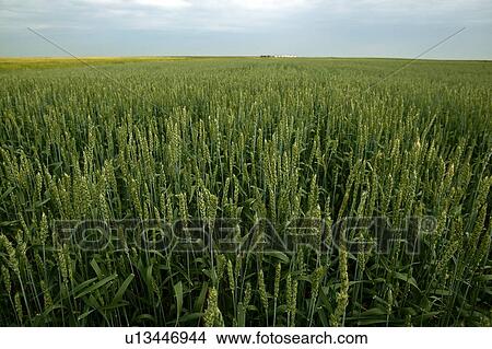 Picture - Field of barley, Saskatchewan, Canada. Fotosearch