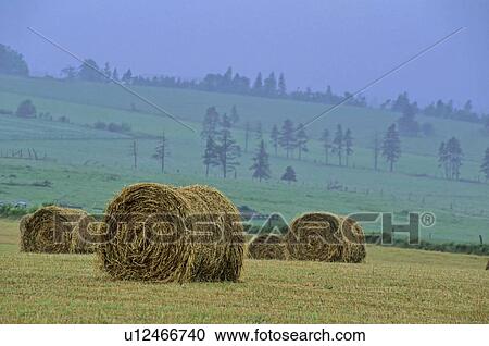 Hay bales in misty field, PEI View Large Photo Image Stock Image - Hay bales in misty field, PEI. Fotosearch