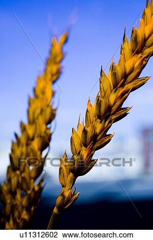 Head of wheat, Saskatchewan, Canada View Large Photo Image Stock Image - Head of wheat, Saskatchewan, Canada. Fotosearch