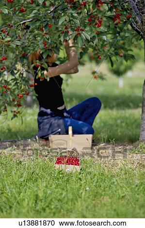 Lady picking cherries from tree, Ontario View Large Photo Image Stock Image - Lady picking cherries from tree, Ontario. Fotosearch