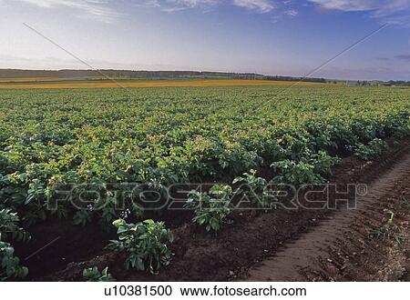 Potato field and dirt track, Prince Edward Island View Large Photo Image Stock Image - Potato field and dirt track, Prince Edward Island. Fotosearch