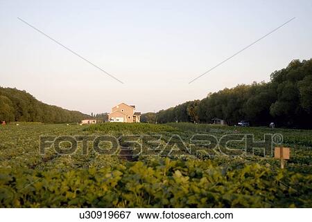 Stock Photo - Rows of vegetables in organic garden, Manitoba, Canada. Fotosearch
