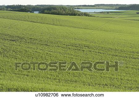 Spring crop; Canada, Manitoba, Erickson View Large Photo Image Stock Photograph - Spring crop; Canada, Manitoba, Erickson. Fotosearch