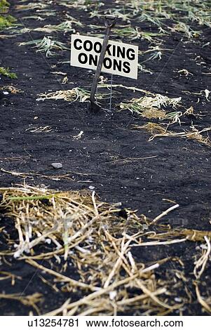 Tops of cooking onions left in organic garden, Manitoba, Canada View Large Photo Image Stock Image - Tops of cooking onions left in organic garden, Manitoba, Canada. Fotosearch