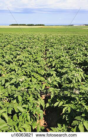 View of potato field, Bas-Saint-Laurent region, Quebec, Canada View Large Photo Image Stock Image - View of potato field, Bas-Saint-Laurent region, Quebec, Canada. Fotosearch