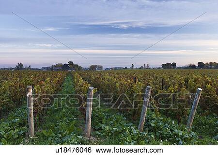 Stock Photograph - Vineyard at dawn - Pelham, Ontario, Canada. Fotosearch