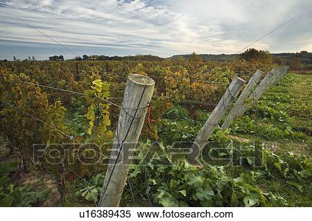Stock Photography - Vineyard at dawn - Pelham, Ontario, Canada. Fotosearch