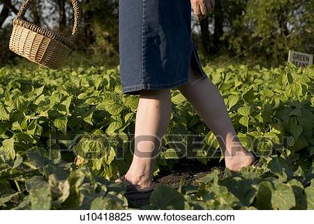 Walking through organic garden, Manitoba, Canada View Large Photo Image Stock Photography - Walking through organic garden, Manitoba, Canada. Fotosearch