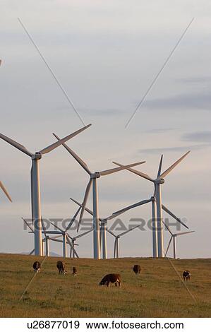 Stock Photo - Windmills used to generate electrical power at Cowley Ridge in southern Alberta, Canada. Fotosearch