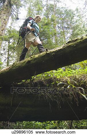 Stock Photography - Woman (20-25) hiking across a raised log in an old-growth coastal forest, West Coast Trail, Pacific Rim National Park Reserve, BC. Fotosearch