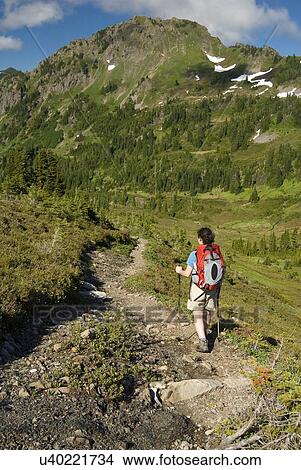 Woman (20-25) hiking along an alpine trail; USA, Washington, Olympic National Park, View Large Photo Image Picture - Woman (20-25) hiking along an alpine trail; USA, Washington, Olympic National Park,. Fotosearch