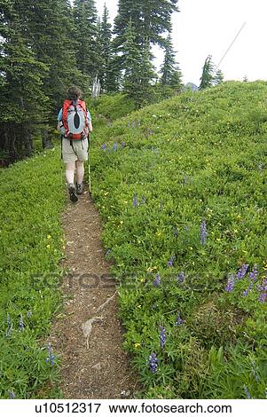 Stock Photo - Woman (20-25) hiking along an alpine trail; USA, Washington, Olympic National Park,. Fotosearch