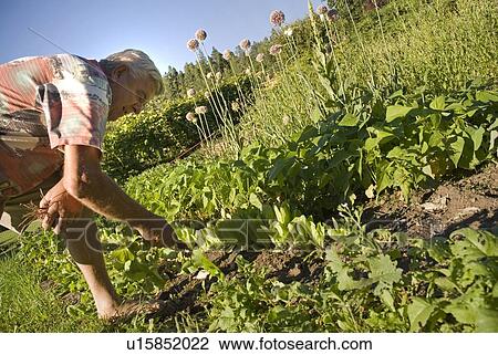 Stock Image - Senior man weeding lettuce in garden, Okanagan Centre, BC Canada. Fotosearch