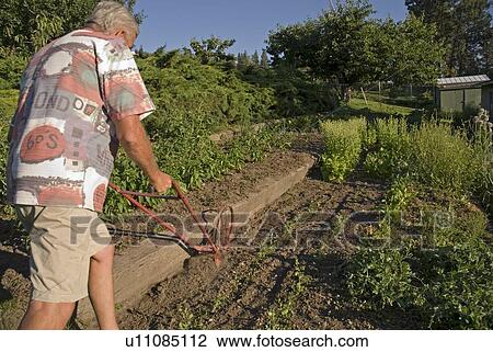 Senior using mechanical weeder, Okanagan Centre, BC Canada View Large Photo Image Stock Image - Senior using mechanical weeder, Okanagan Centre, BC Canada. Fotosearch
