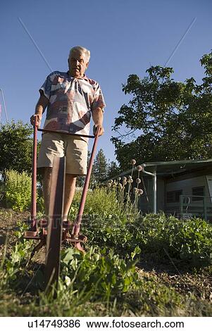 Stock Photograph - Senior using mechanical weeder, Okanagan Centre, BC Canada. Fotosearch