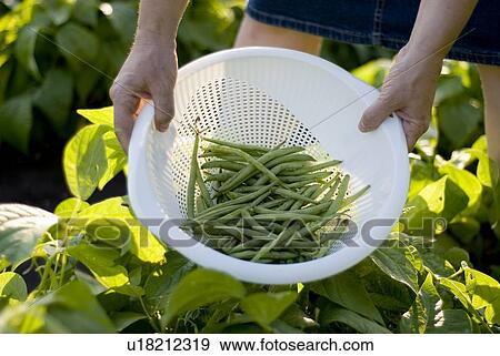 Beans in colander, organic garden, Manitoba, Canada View Large Photo Image Stock Photo - Beans in colander, organic garden, Manitoba, Canada. Fotosearch