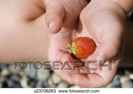 Stock Image - Child (female 2. 5 years) holds ripe strawberry in hands, North Vancouver, BC. Fotosearch