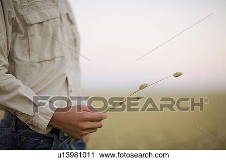 Stock Image - Farmer's hand holding stalks of canary seed plants in field, Saskatchewan, Canada. Fotosearch