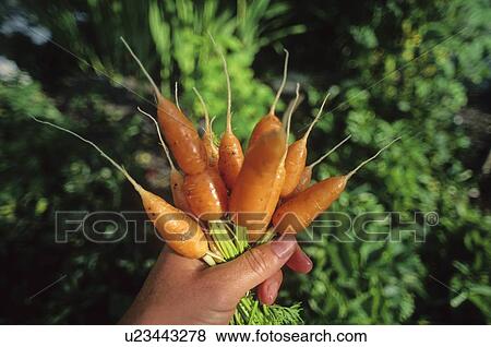 Stock Photo - Freshly picked carrots held in photographer's hand, Whistler, BC. Fotosearch