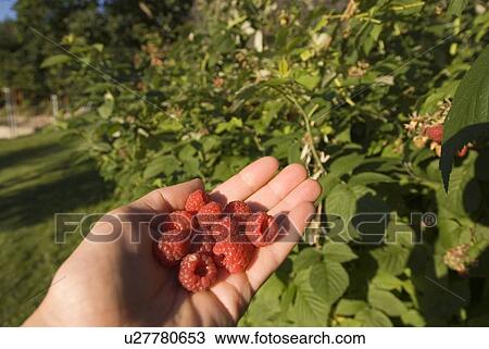 Stock Image - Hand holding fresh raspberries, Okanagan Centre, BC Canada. Fotosearch