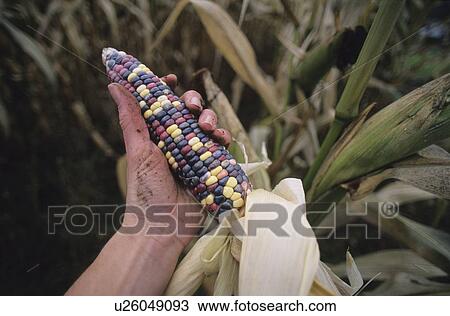 Hand holds multi-colored corn while in field, Pemberton, BC View Large Photo Image Stock Image - Hand holds multi-colored corn while in field, Pemberton, BC. Fotosearch