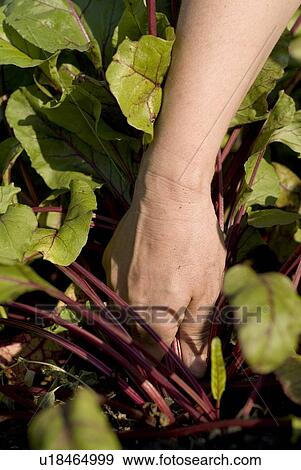 Stock Photo - Hand reaching in to pull up beet, organic garden, Manitoba, Canada. Fotosearch
