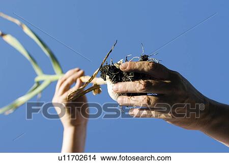 Picture - Hand removing dirt from fresh garlic, organic garden, Manitoba, Canada. Fotosearch