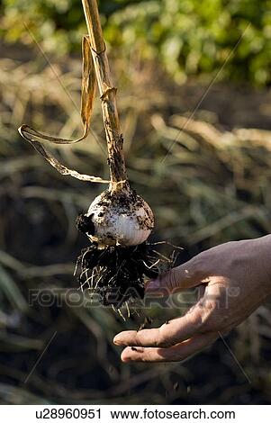 Hand removing dirt from fresh garlic, organic garden, Manitoba, Canada View Large Photo Image Stock Image - Hand removing dirt from fresh garlic, organic garden, Manitoba, Canada. Fotosearch