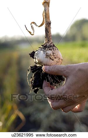 Stock Photography - Hand removing dirt from fresh garlic, organic garden, Manitoba, Canada. Fotosearch