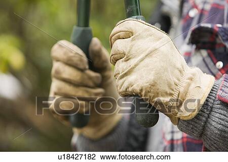 Stock Image - Hands and pruning shears, B. C.. Fotosearch