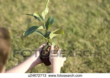 Hands hold plant, Winnipeg, Canada View Large Photo Image Stock Image - Hands hold plant, Winnipeg, Canada. Fotosearch