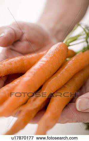 Stock Photo - Hands holding bunch of carrots toward camera. Fotosearch
